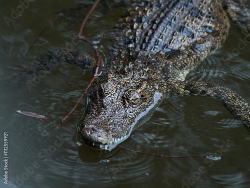crocodile in the water