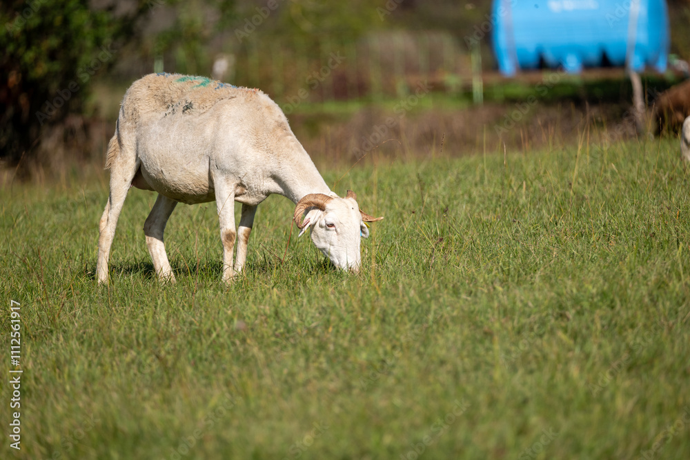 Fototapeta premium cow and calf