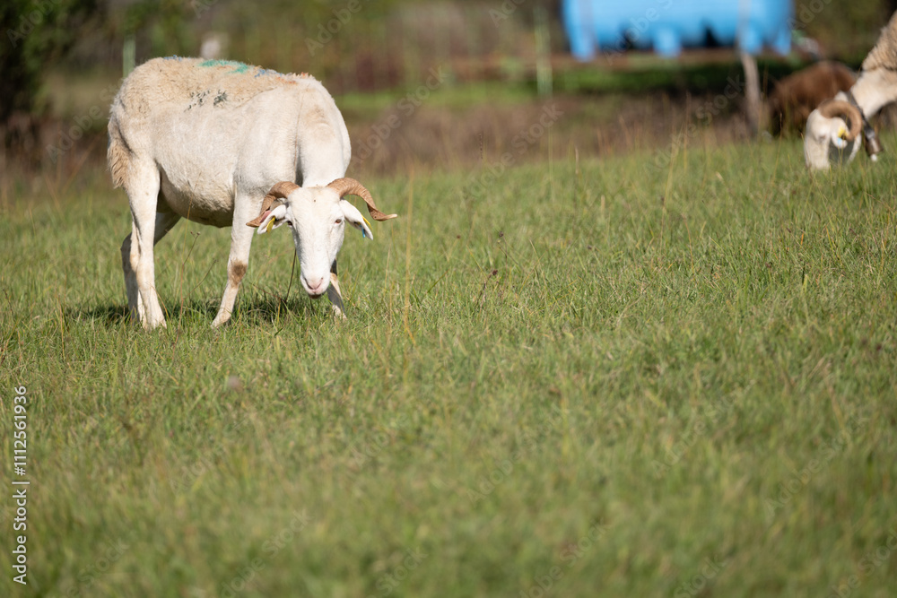 Fototapeta premium cows on pasture