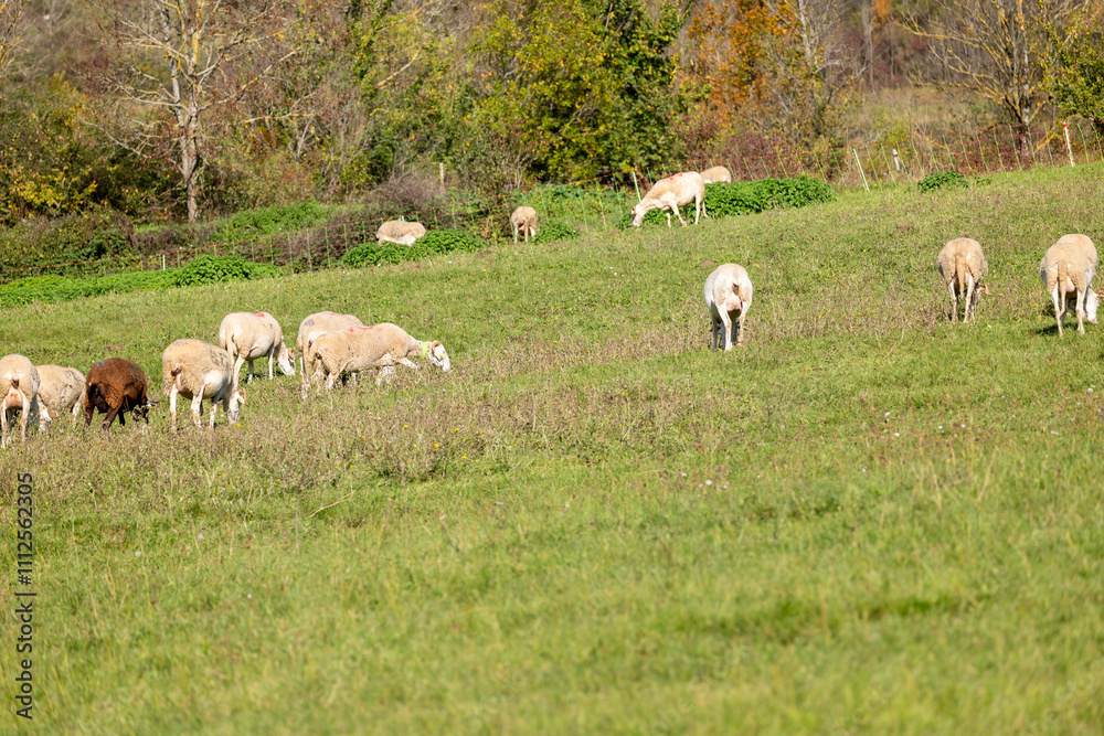 Obraz premium sheep and lambs