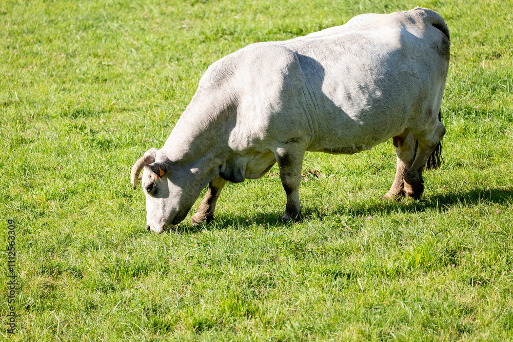 sheep in a meadow