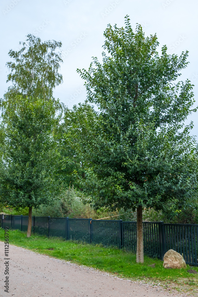 Obraz premium Ulmus new Horizonin einer Anliegersdtraße in Ahrenshoop
