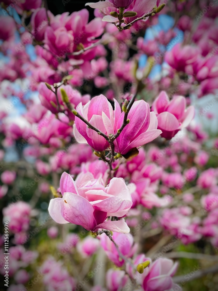 Fototapeta premium pink blossom