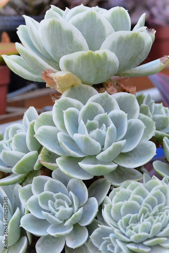 A pot with beautiful Succulent Echeveria Lemon Rose Variegata growing in the garden