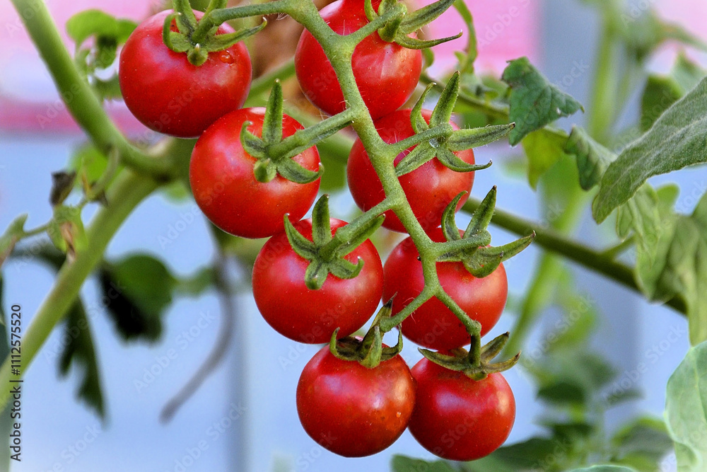 custom made wallpaper toronto digitalBeautiful bouquet of ripe Tomato Artemis in the pot in the backyard