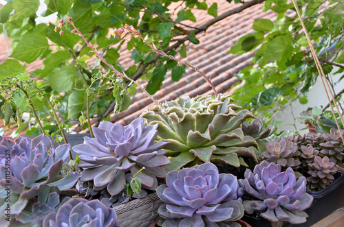 A beautiful Succulent Echeveria Simulans Laguna Sanchez with flower in the pot in the garden photo