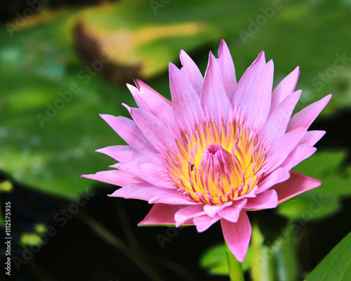 pink lotus flower