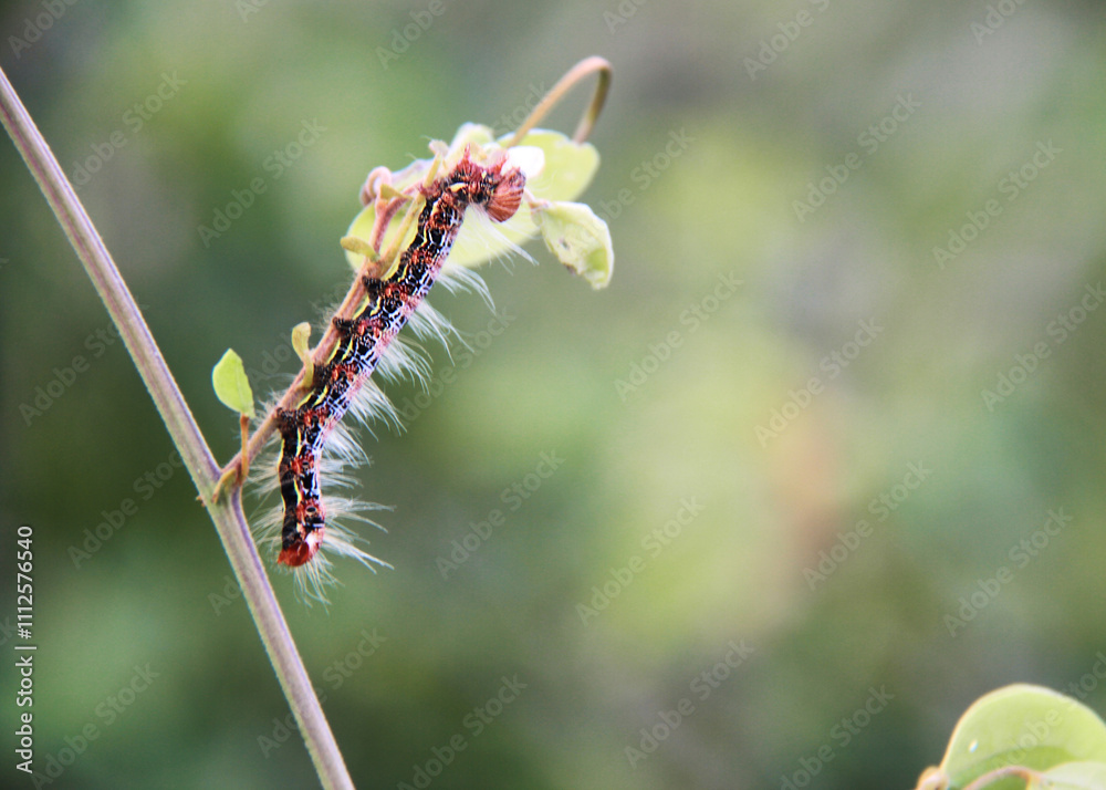 Fototapeta premium caterpillar on a branch