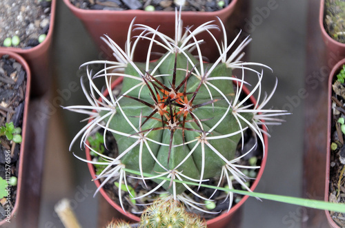 The thorny Coroa De Frade cactus (melocactus Zehntneri) in the pot in the garden photo