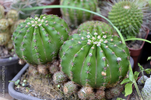 A pot with echinopsis oxygona cacti in the garden photo