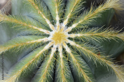 A beautiful cactus parody magnificent in the pot in the garden photo