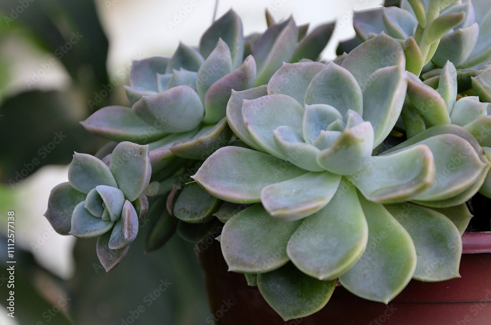 The Succulent Graptoveria Fantome in the hanging pot The Succulent Graptoveria Fantome in the hanging pot