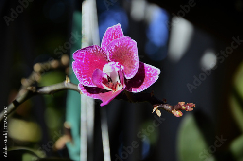 The pink phalaenopsis schilleriana orchid in the backyard in the late afternoon photo