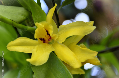 A beautiful yellow Promenaea orchid in the garden