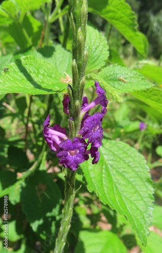 Blue porterweed (Stachytarpheta jamaicensis) macro shot in Florida zoological garden  photo