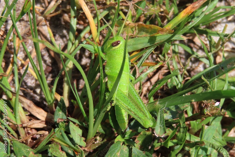 Green tropical grasshopper in Florida wild, closeup Green tropical grasshopper in Florida wild, closeup