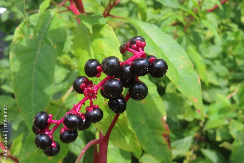 Phytolacca americana plant in Florida nature, closeup Phytolacca americana plant in Florida nature, closeup