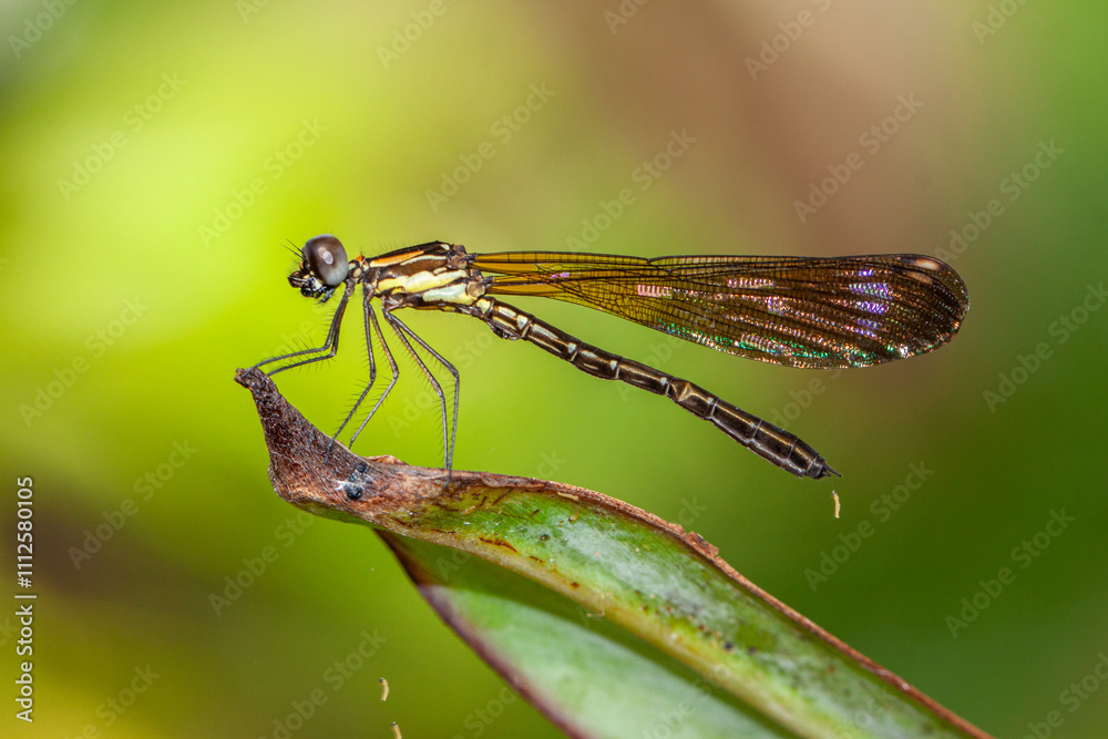 Ischnura heterosticta, The common bluetail is a small damselfly. Most males have blue eyes, a blue thorax, and a blue ringed tail Ischnura heterosticta, The common bluetail is a small damselfly. Most males have blue eyes, a blue thorax, and a blue ringed tail
