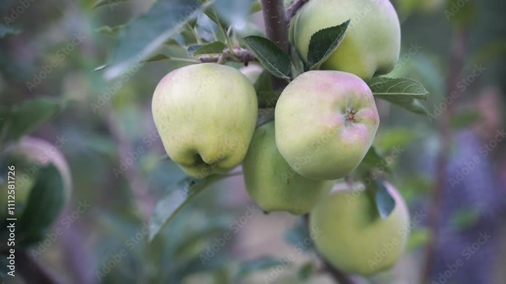 Red and Green Apples On Apple Tree Branch Red and Green Apples On Apple Tree Branch