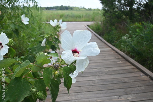 White woolly rose mallow flower, Hibiscus lasiocarpos, on boardwalk at Osage Park in Bentonville, Arkansas