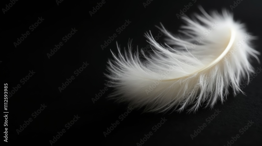 Obraz premium Soft Fluffy White Down Feather on Black Background - Low Light Photography, Close-Up, Textured, Minimalist, Macro Shot, Elegant, Softness