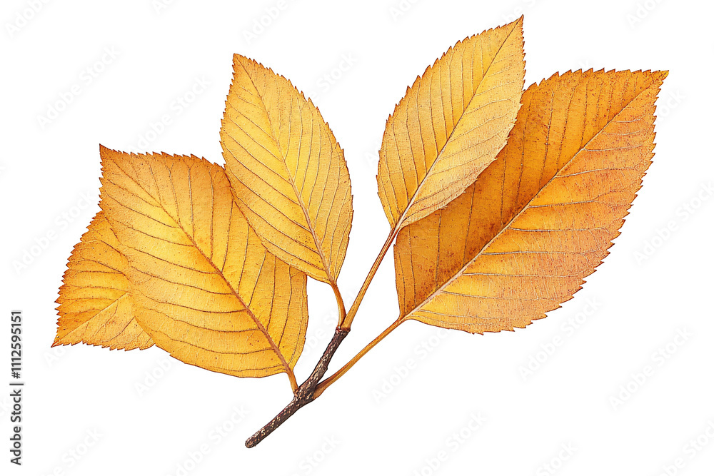 a group of yellow leaves a group of yellow leaves