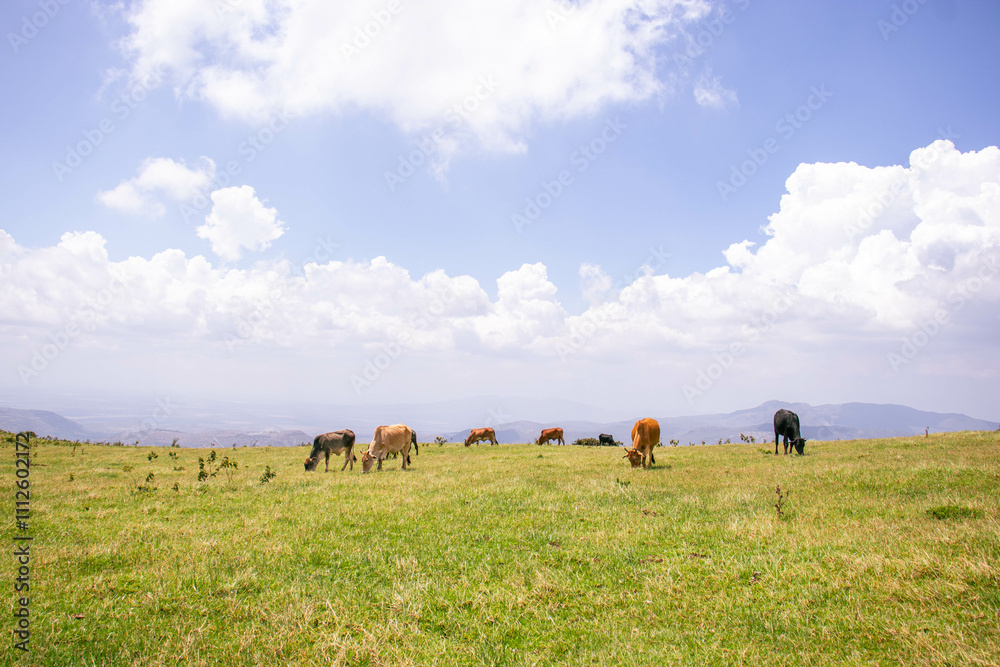 A herd of cows grazing on the hillside on a sunny summer day A herd of cows grazing on the hillside on a sunny summer day
