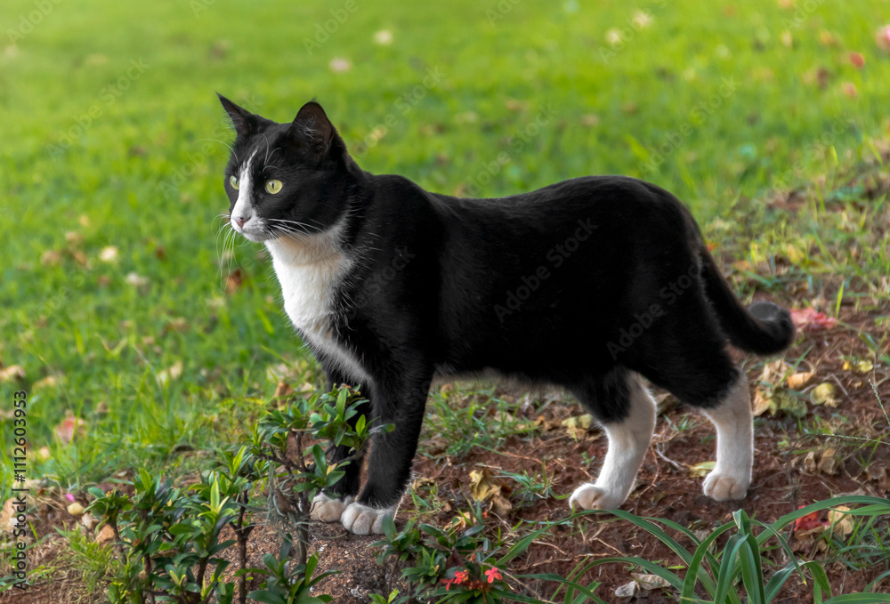 Black and White Cat Standing on Grass in a Garden Setting with a Curious Expression Black and White Cat Standing on Grass in a Garden Setting with a Curious Expression