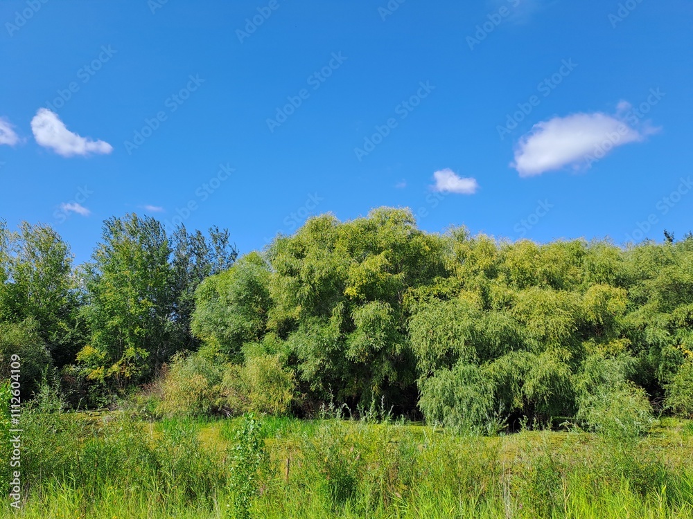 landscape with trees and sky landscape with trees and sky