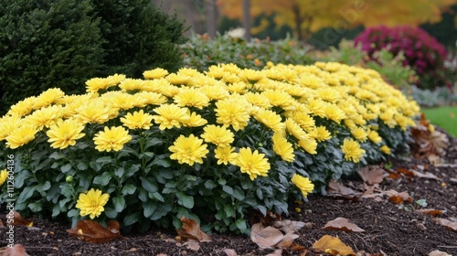 Vibrant Yellow Chrysanthemums in a Lush Garden Setting