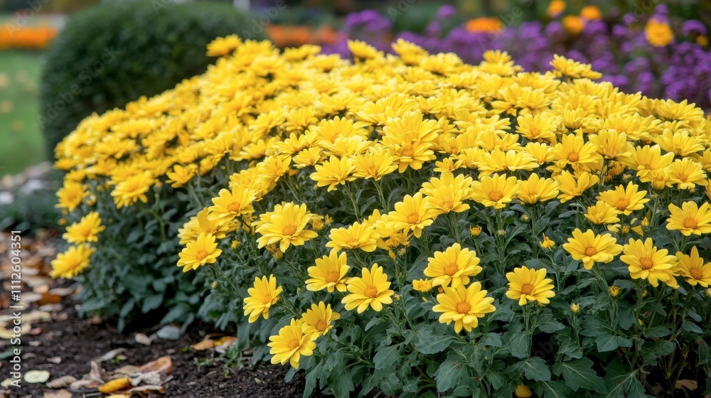Obraz premium Vibrant Yellow Flowers in a Garden Amidst Colorful Blooms