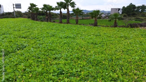 It's winter under Mt. Sanbang on Jeju Island, but it's a view of the village with green rice paddies and fields. Filmed with drones photo