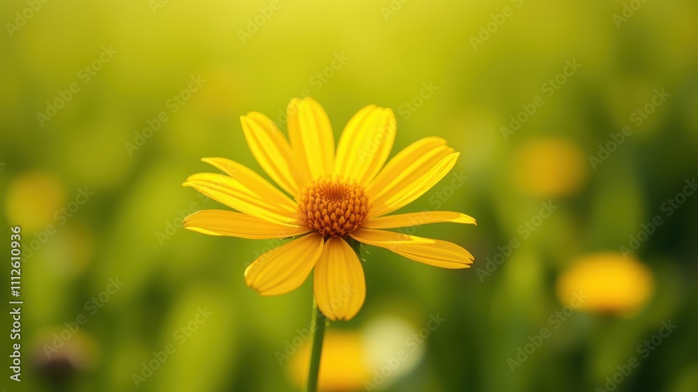 A solitary yellow wildflower blooms in a field of blurred greenery, bathed in the warm glow of sunlight. A solitary yellow wildflower blooms in a field of blurred greenery, bathed in the warm glow of sunlight.