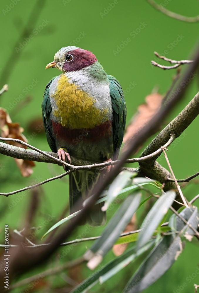 yellow-breasted fruit dove animals bird zoo yellow-breasted fruit dove animals bird zoo