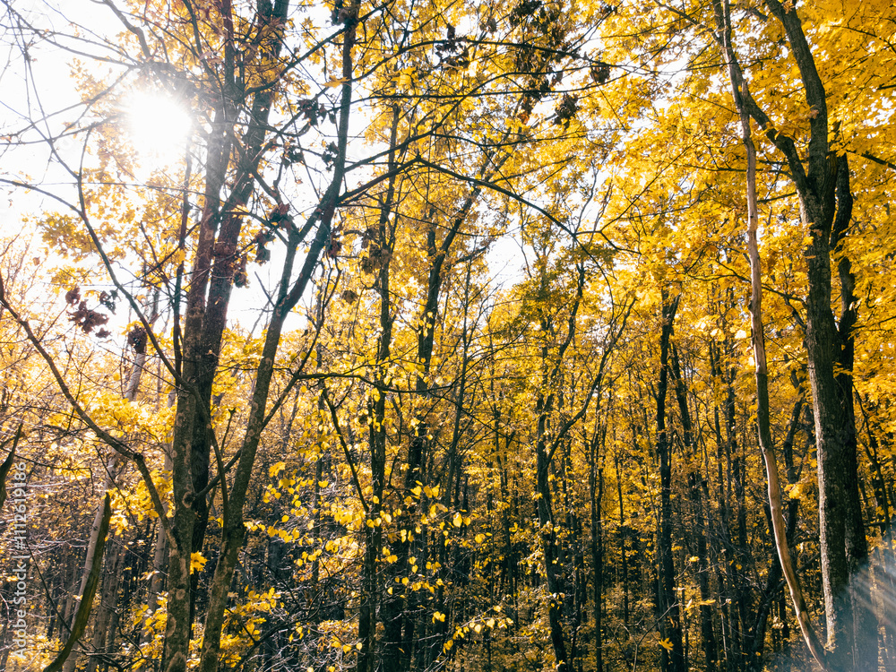 Bright sunny autumn forest with sun shining in tall trees colorful leaves