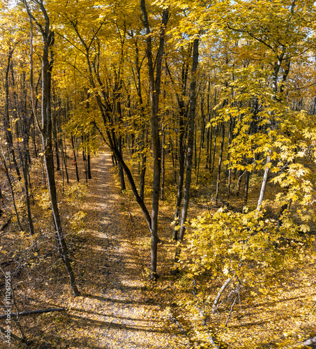 Golden autumn forest with walking path in tall maple trees on sunny day