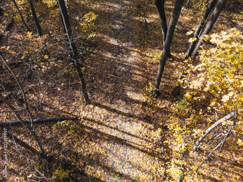 Golden autumn forest look down on walking path in tall trees on sunny day