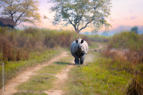 Rhino in a attacking mood