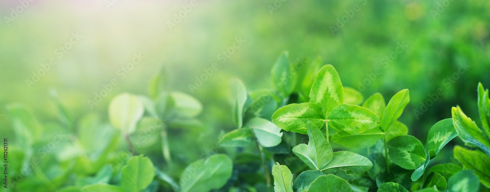 Spring background with green clover leaves Spring background with green clover leaves