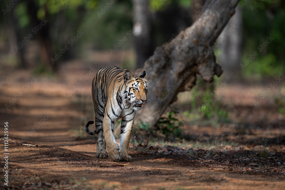 Fototapeta premium tiger in the jungle