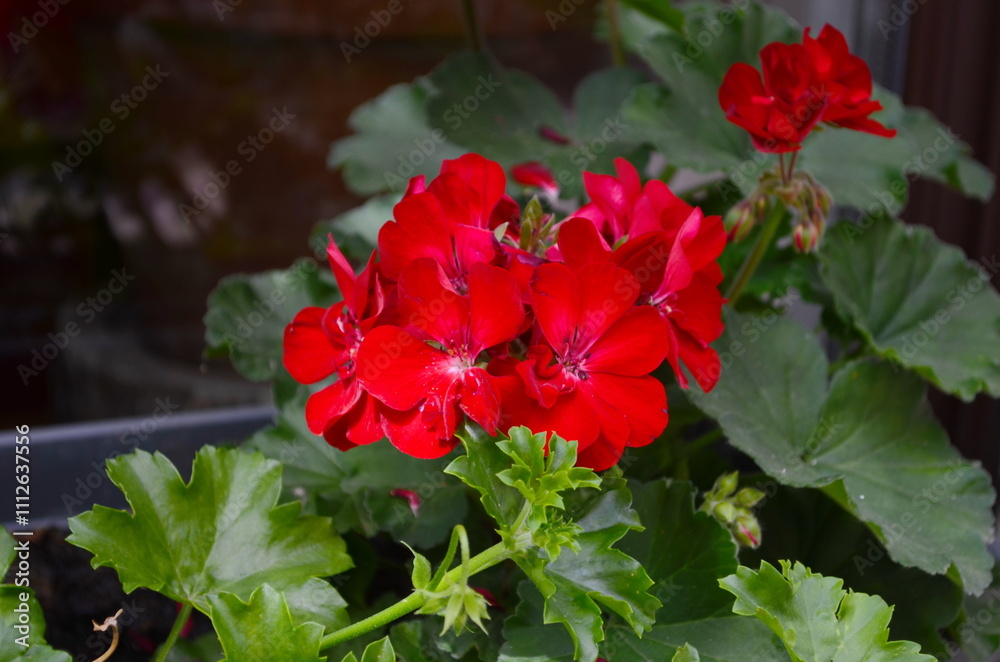 Pelargonium inquinans flowering plant in full bloom. The plant is a tall, shrub-like geranium Pelargonium inquinans flowering plant in full bloom. The plant is a tall, shrub-like geranium