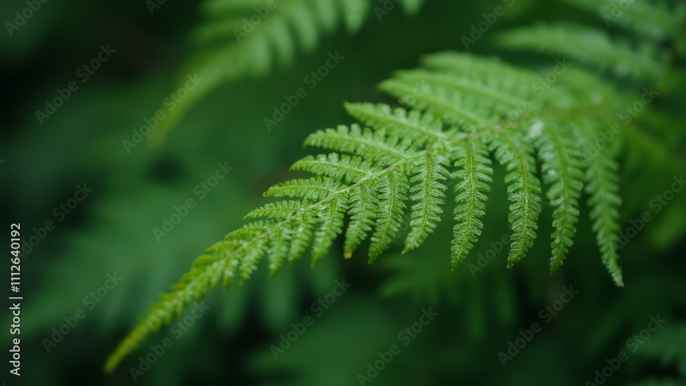 A close up of a fern leaf in a forest A close up of a fern leaf in a forest