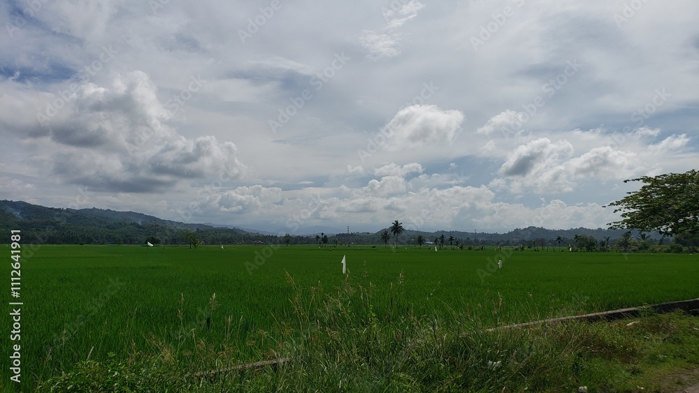Lush Green Rice Paddy Field with Rolling Hills and Cloudy Sky Lush Green Rice Paddy Field with Rolling Hills and Cloudy Sky