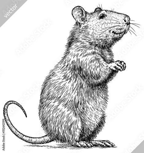 Vintage engraving isolated mouse set illustration mice ink sketch. Rat background rodent silhouette hamster art. Black and white hand drawn vector image