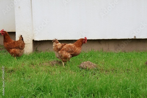 Poulet dans une cité