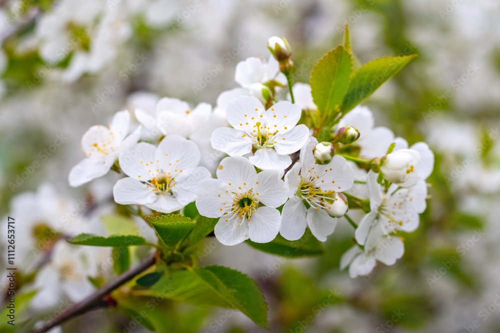 cherry branch with white flowers in the garden on a blurred background, flowering trees in spring cherry branch with white flowers in the garden on a blurred background, flowering trees in spring