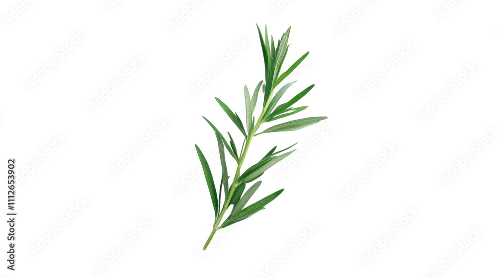 Obraz premium Fresh tarragon sprig transparent background