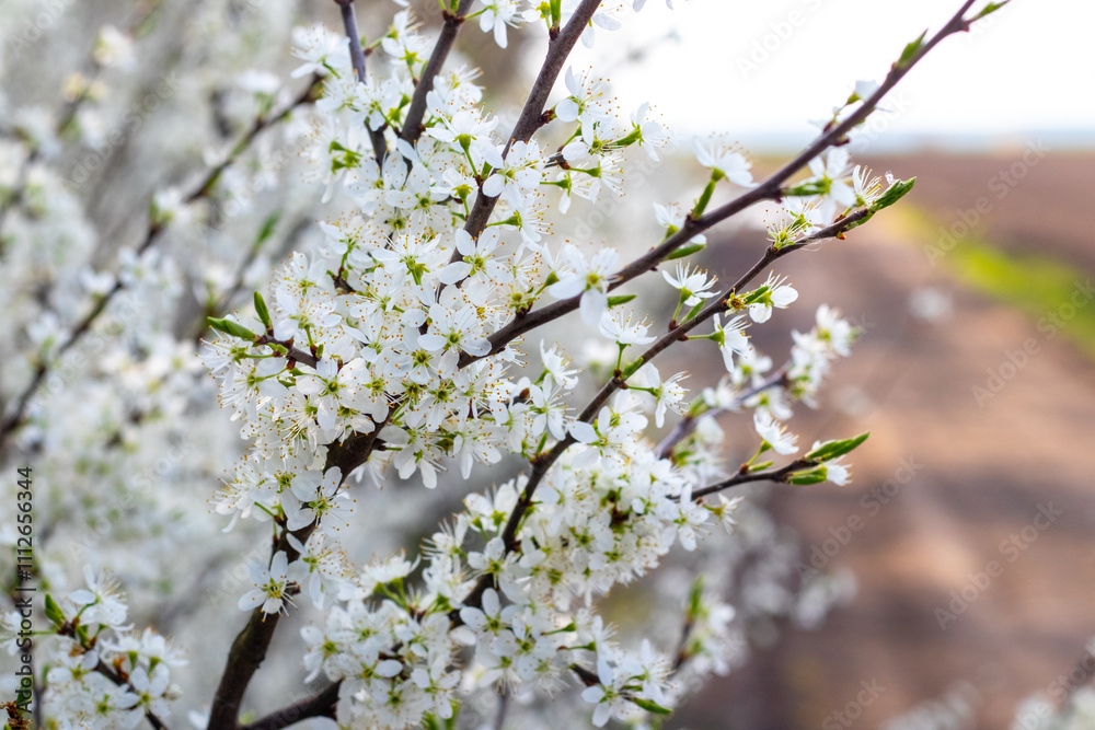 blackthorn bush with white flowers in sunny weather, blackthorn flowering blackthorn bush with white flowers in sunny weather, blackthorn flowering
