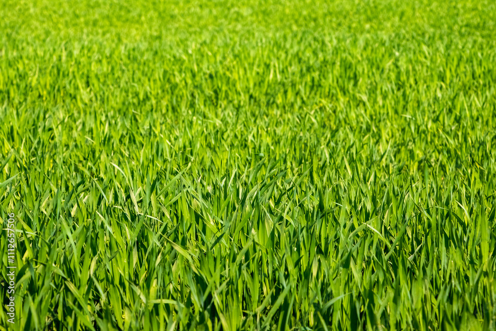 Spring and summer background with green grass Spring and summer background with green grass