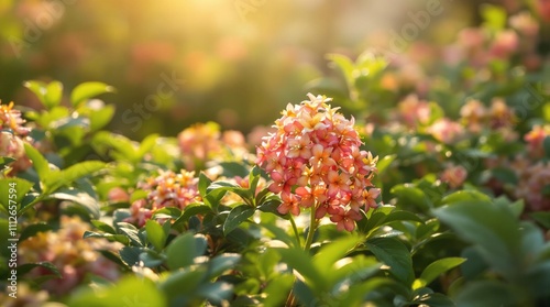 Beautiful agathosma betulina flower in full bloom, spring, detail photo